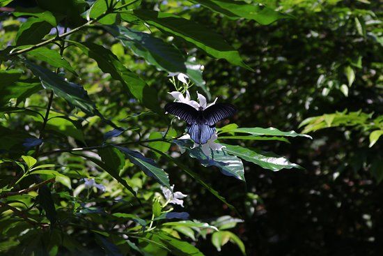 Butterfly Farm Khao Lak